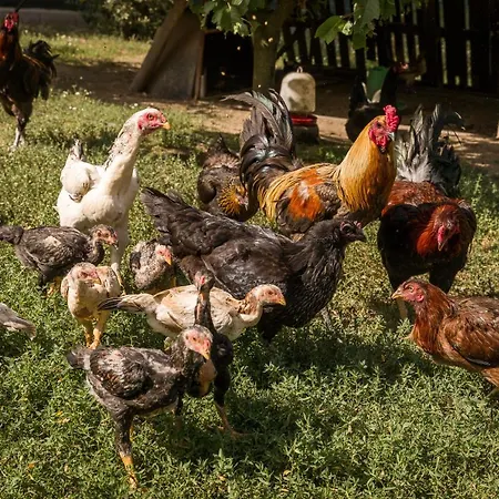 بيت للعطل Casa De Ferreira *