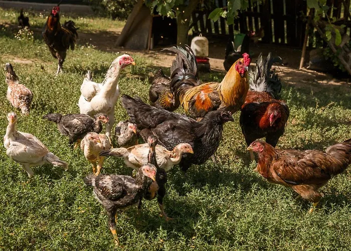 Ferienhaus Casa De Ferreira *